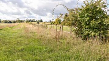 A rural landscape with a wooden fence, grassy fields, and a tree with red berries.