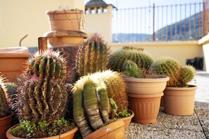 Une variété de cactus en pot est disposée sur un balcon doté d’une rambarde, avec un immeuble en arrière-plan.