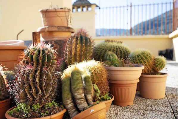 Une variété de cactus en pot est disposée sur un balcon doté d’une rambarde, avec un immeuble en arrière-plan.
