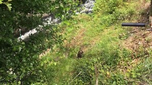 Et naturligt landskab med en å, der snor sig gennem et skovområde, en bro i baggrunden og en lille bakke med vegetation.