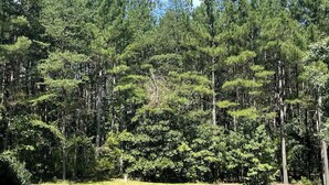 A grassy field with a dense forest of tall pine trees in the background.