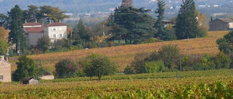 A vineyard with rows of grapevines, a stone building with a red roof, and a forested hill in the background.
