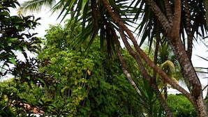 Un sendero de piedra serpentea por un exuberante jardín con diversas plantas y árboles tropicales.