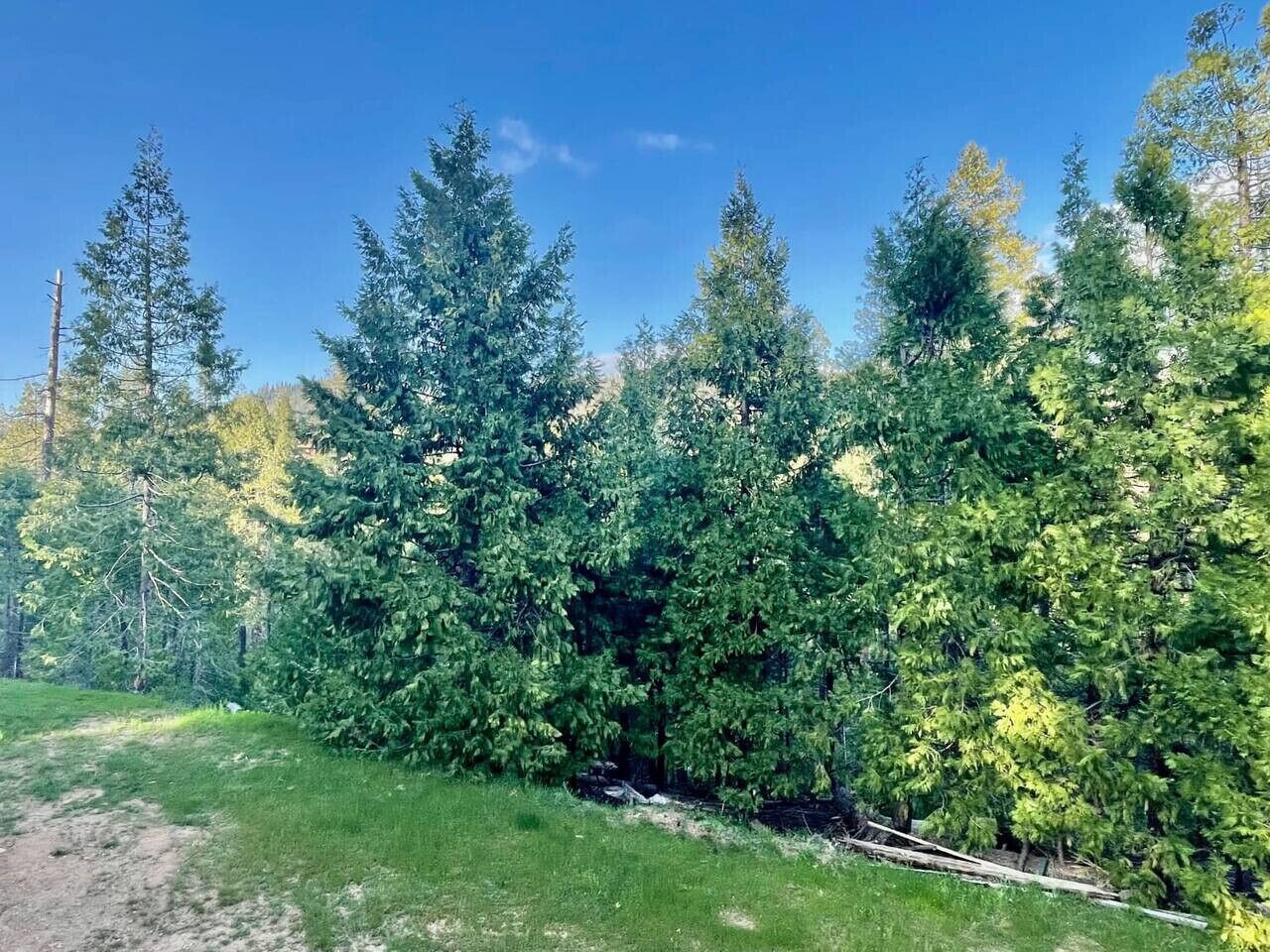 A forested area with tall evergreen trees and a clear blue sky.