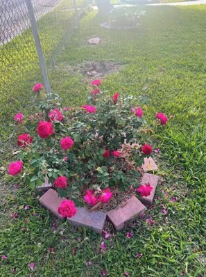 Stroll through this serene garden surrounded by vibrant roses, set amidst lush greenery.