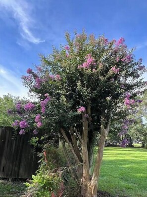 Stunning tree blooms in a serene garden setting.