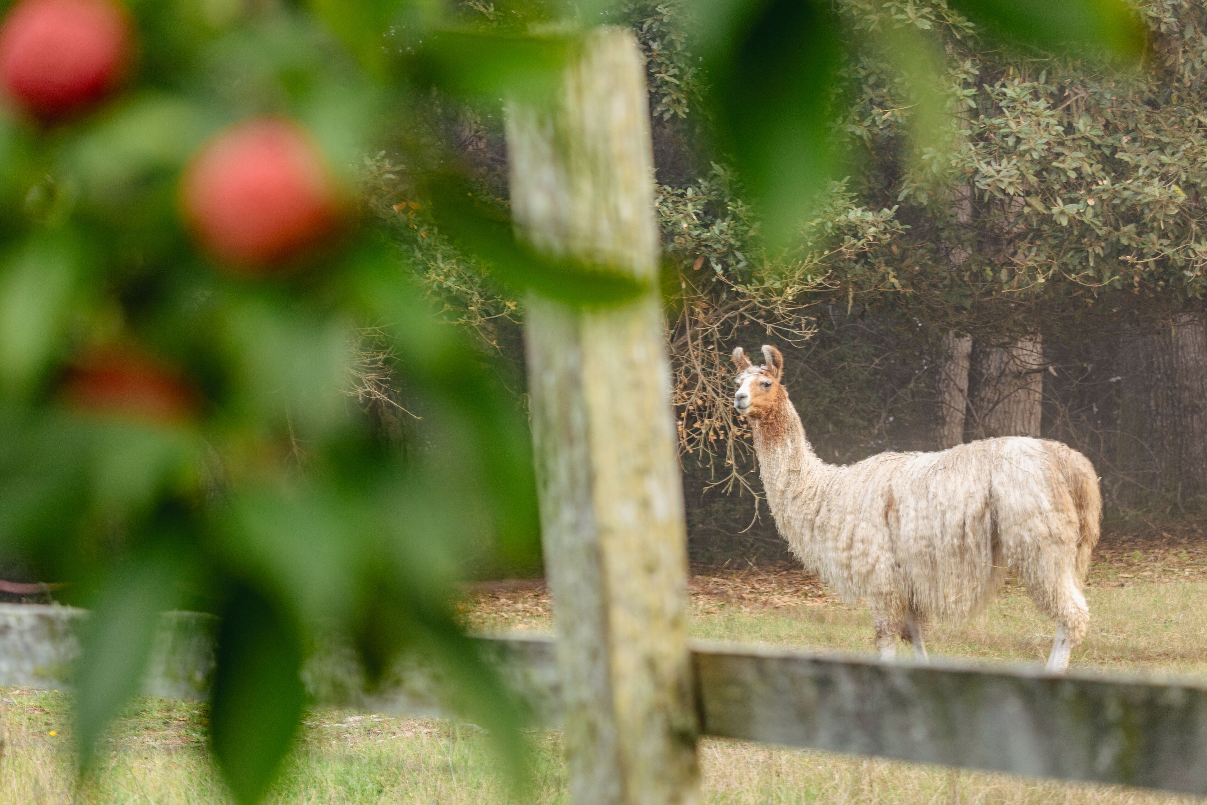 A llama standing behind a wooden fence in a grassy enclosure with trees in the background.