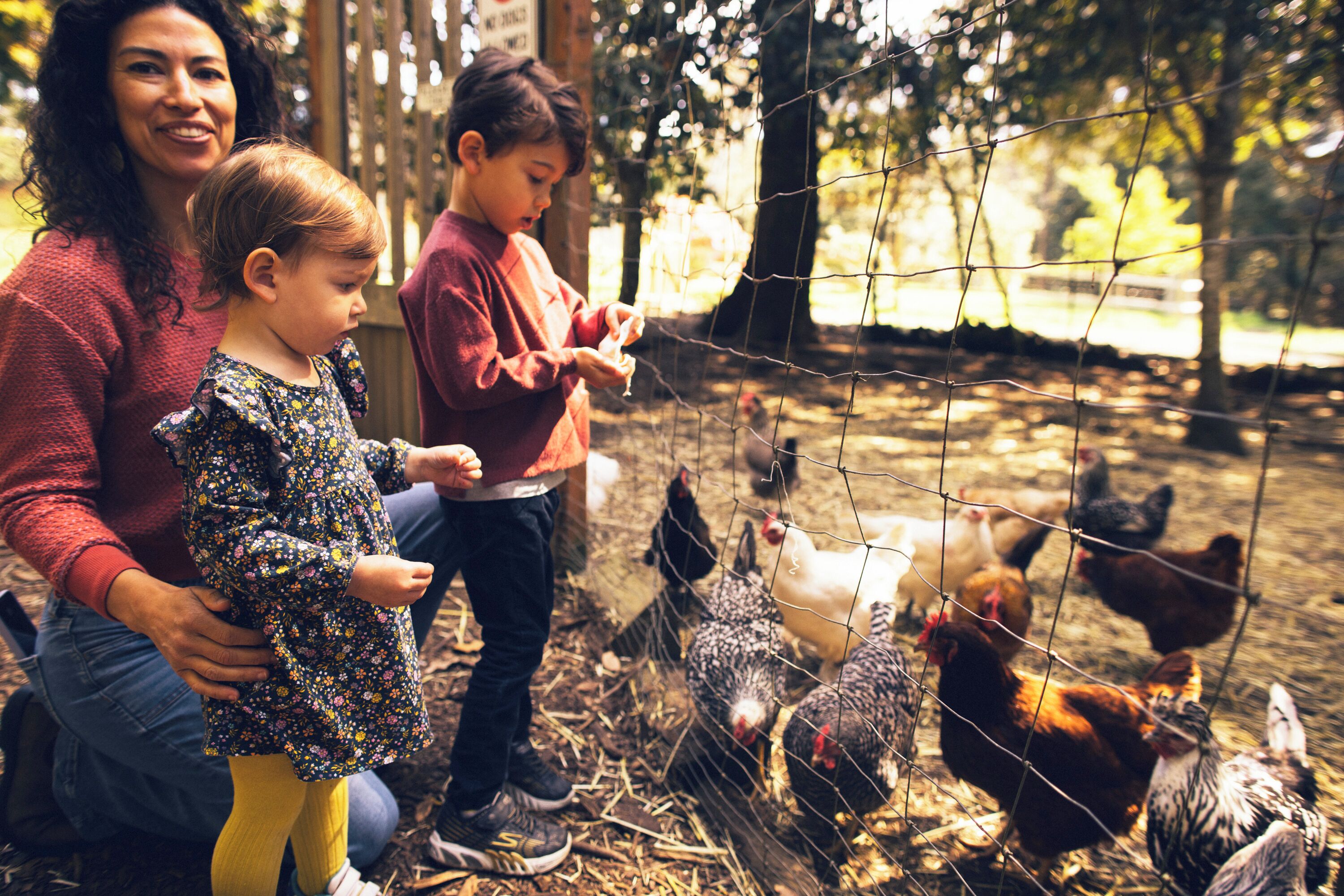 A family interacting with chickens behind a wire fence.