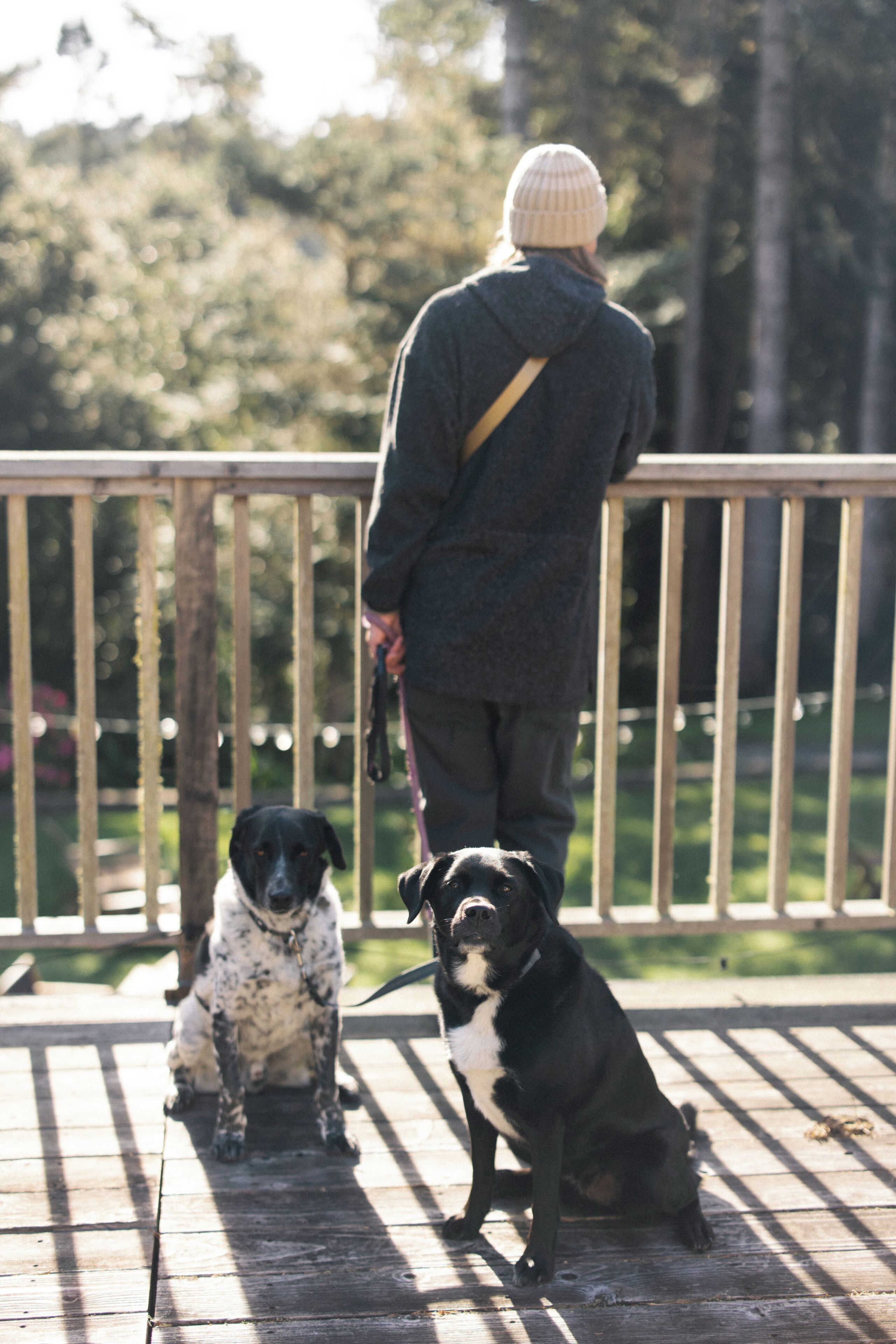 Eine Person steht auf einer Holzterrasse, begleitet von zwei Hunden, wobei ein Hund sitzt und der andere steht, beide den Rücken zur Kamera gekehrt.