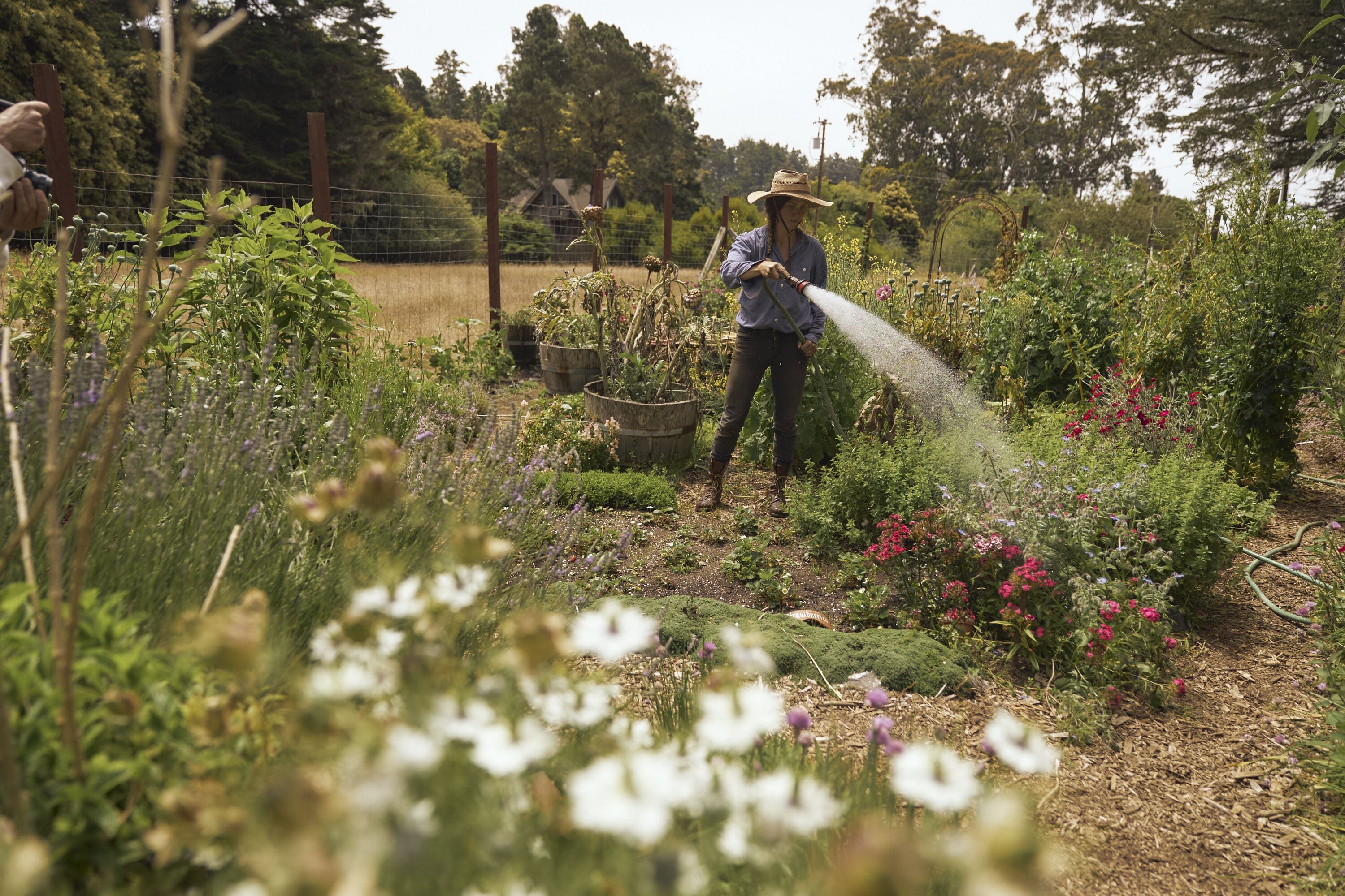 A person watering plants in a garden with various flowers and plants.
