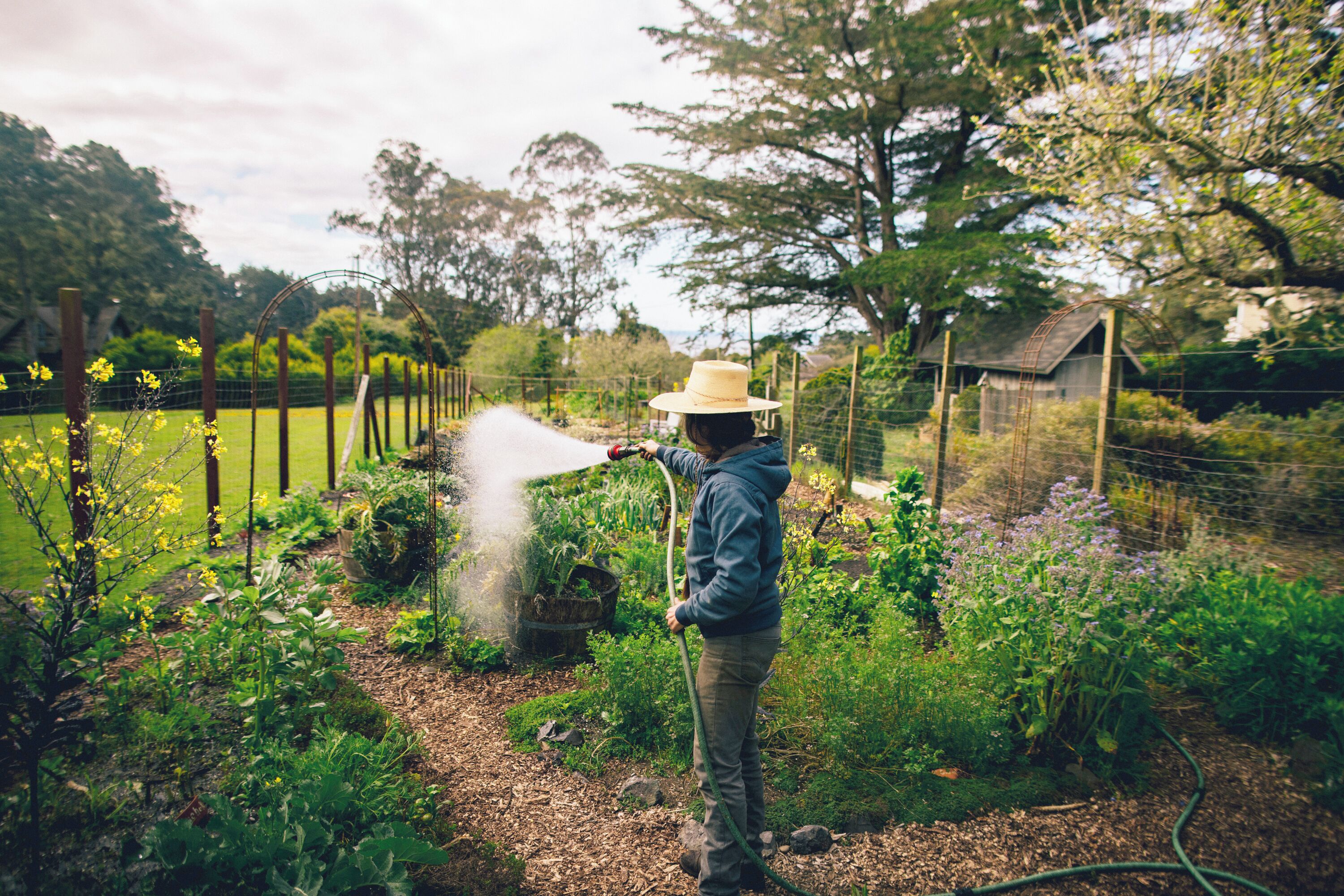 A person watering plants in a garden with a hose.