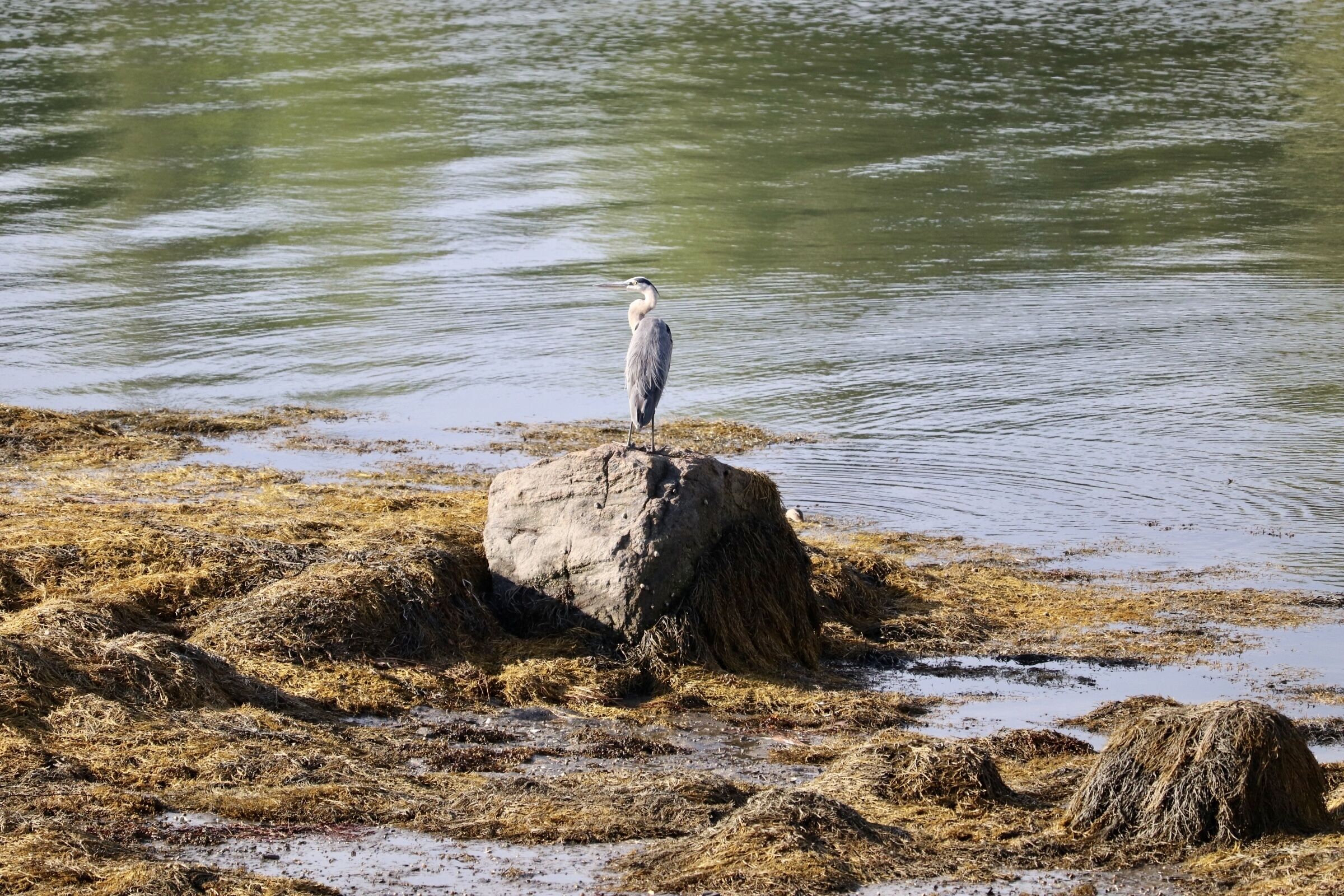Great Blue Heron on rock in front of condo.