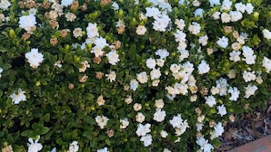 A residential building with a brick facade, a balcony with a white railing, and a garden with white flowers. - 2 bedroom 2 bathroom apartment (Mollymook)