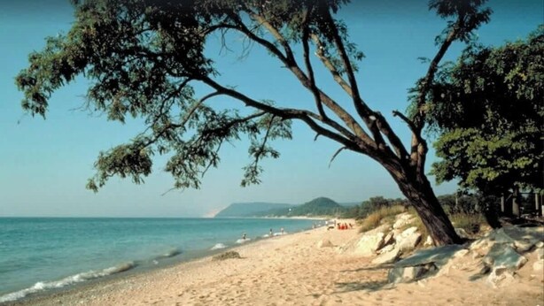 Une plage avec un grand arbre, un ciel dégagé et une mer calme.