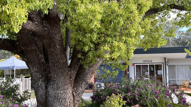 A large tree with a bench under it, a statue, and a building labeled "OFFICE" in the background.