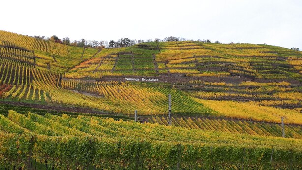 A vineyard with rows of grapevines on a hillside. - Mein Mosel-chalet, Haus Birke (Koblenz)