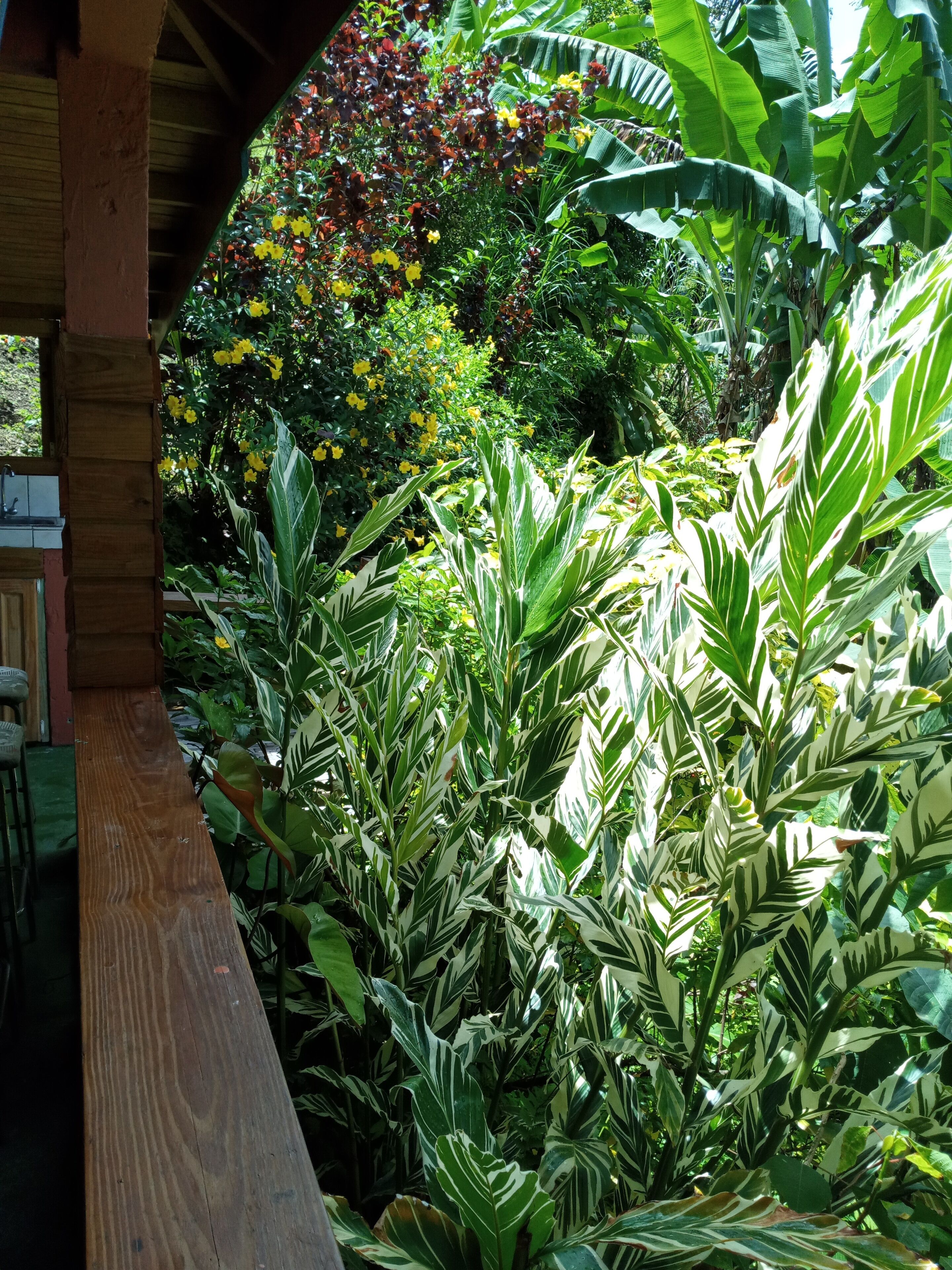 A wooden bench under a covered area with lush green foliage and yellow flowers in the background.