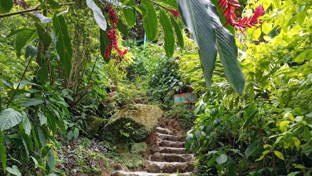 A stone staircase surrounded by lush greenery and plants. - Berkey's Jungle Paradise (Roseau)