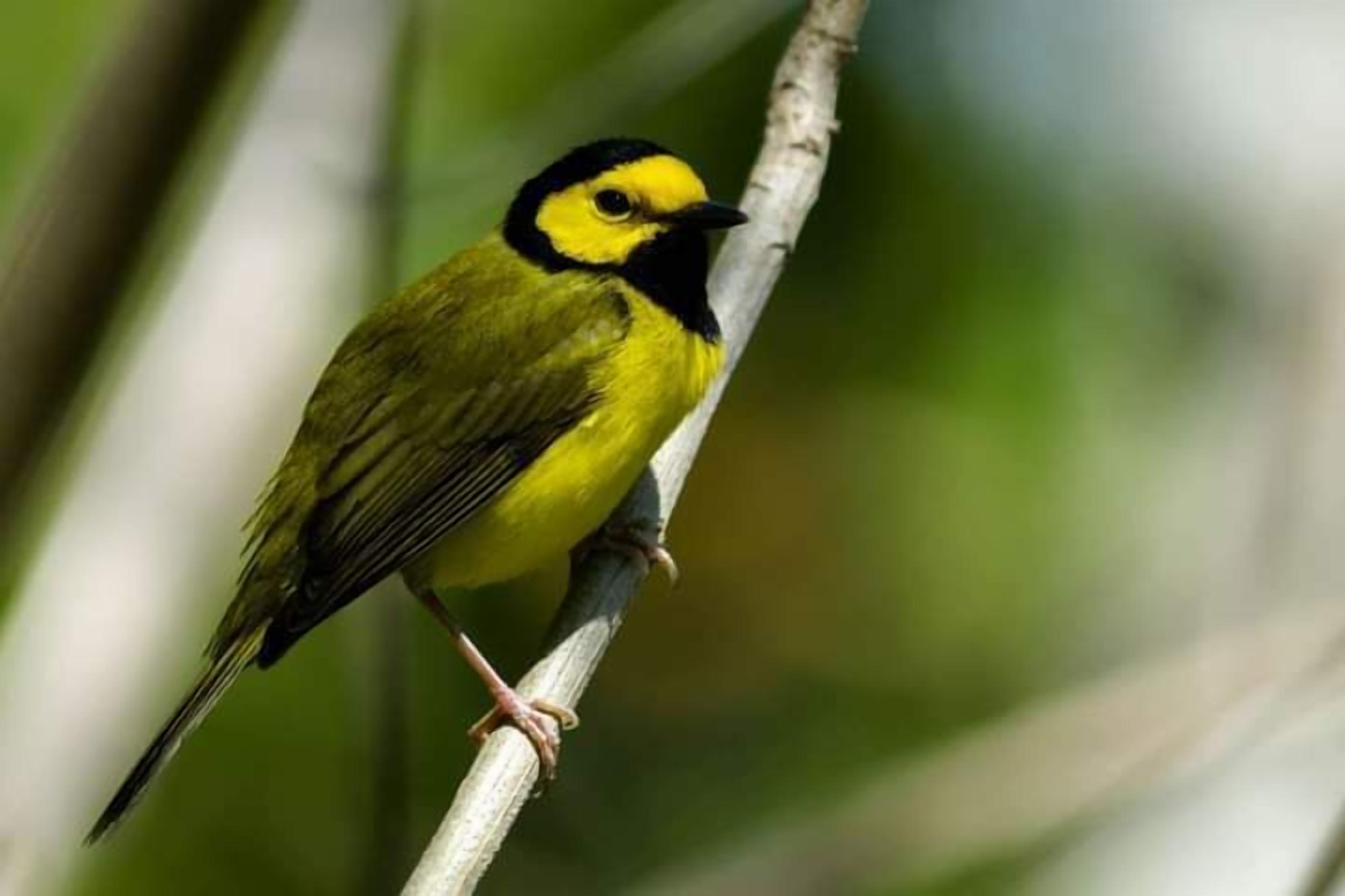 A bird perched on a branch.