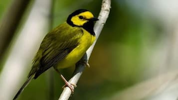 A bird perched on a branch.