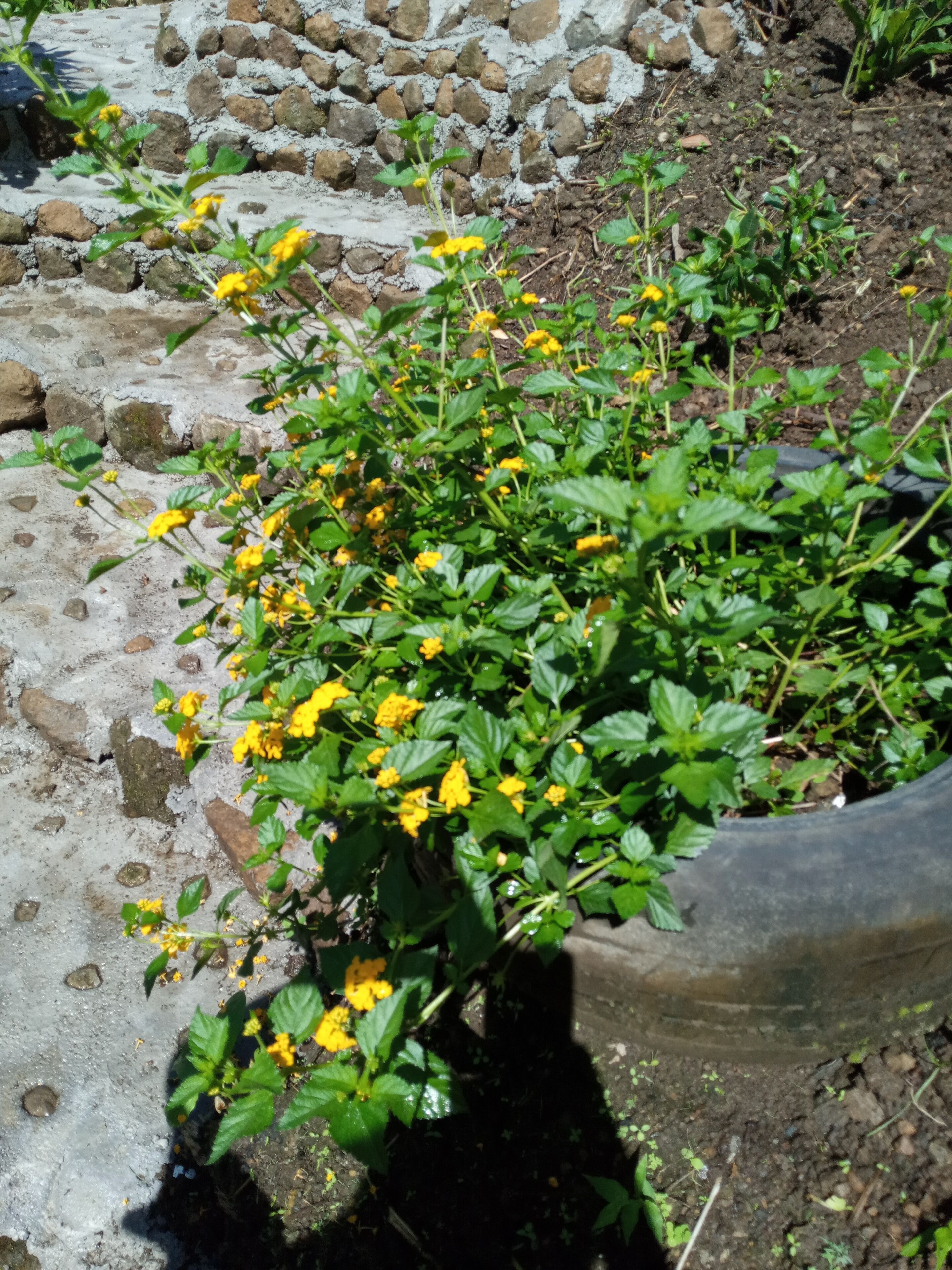 A potted plant with yellow flowers in a garden setting.