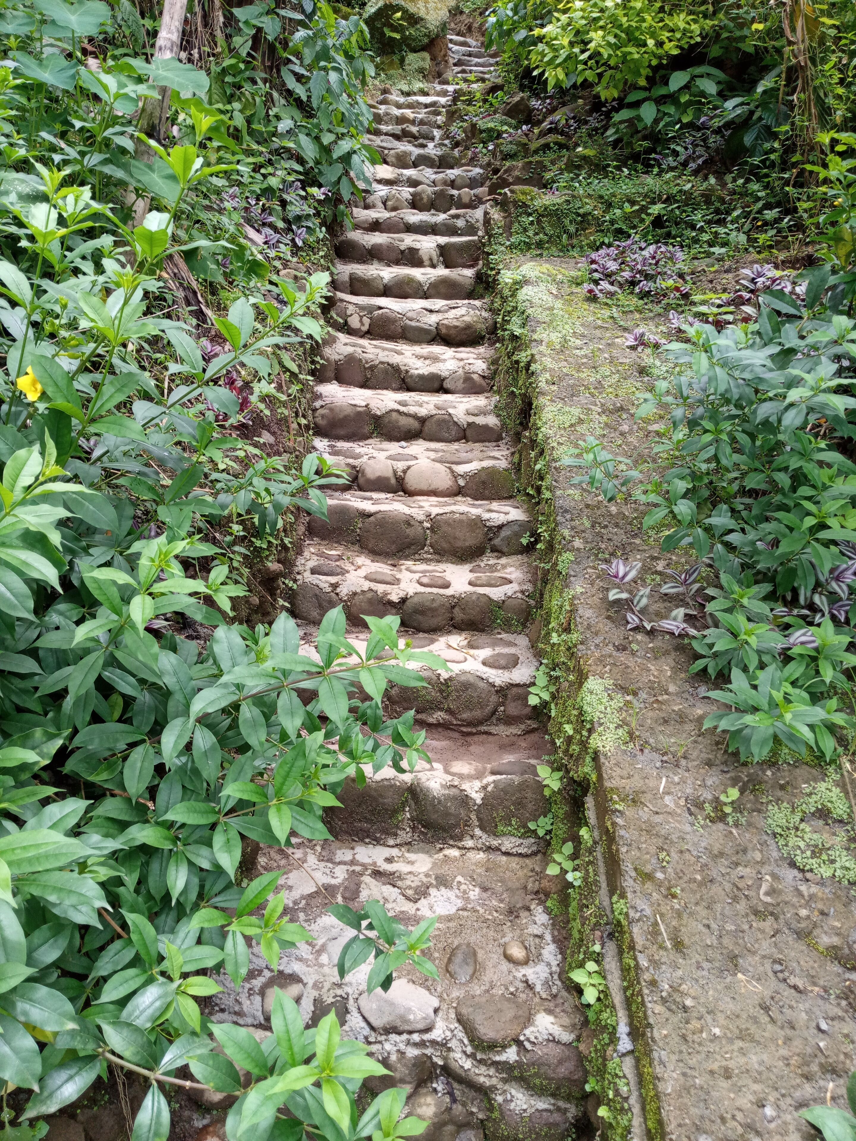 Eine steinerne Treppe, umgeben von üppiger Vegetation.