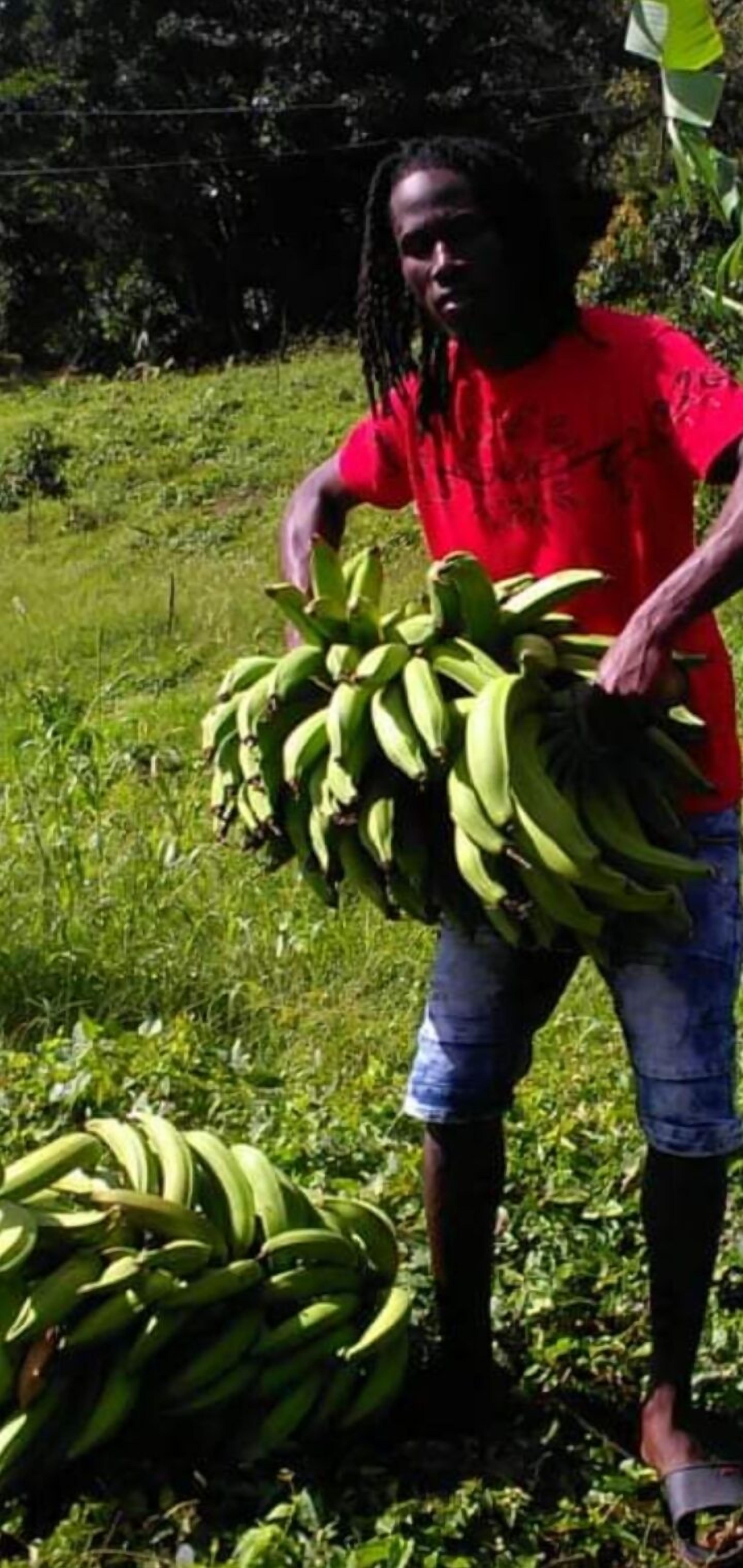 A person holding a bunch of green bananas in a grassy outdoor area.