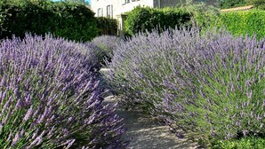 Ein Kiesweg führt zu einem Steingebäude mit einem Lavendelgarten.
