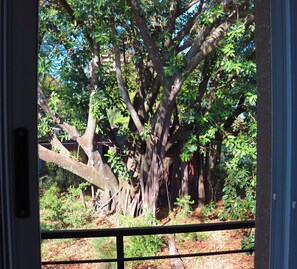 Chambre Supérieure | Vue de la chambre
