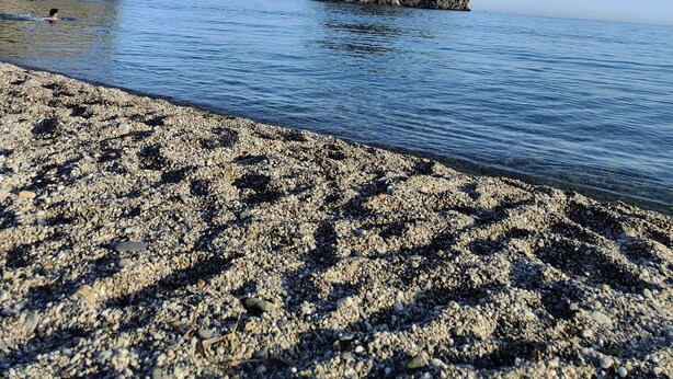 En strand med en stenig kust, stilla vatten och en liten ö i fjärran.