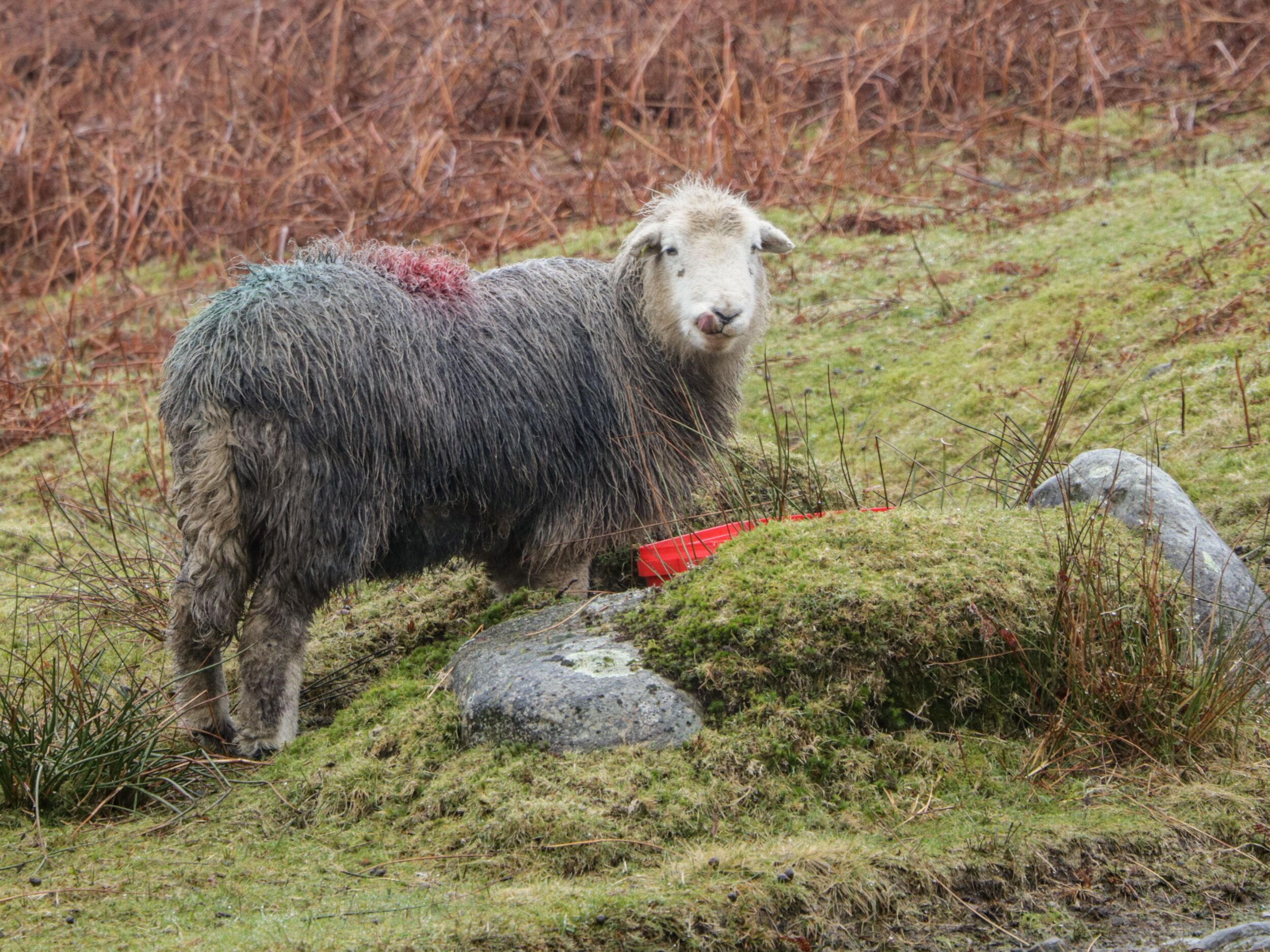 Un mouton se tient dans un champ herbeux, parsemé de rochers et de végétation.