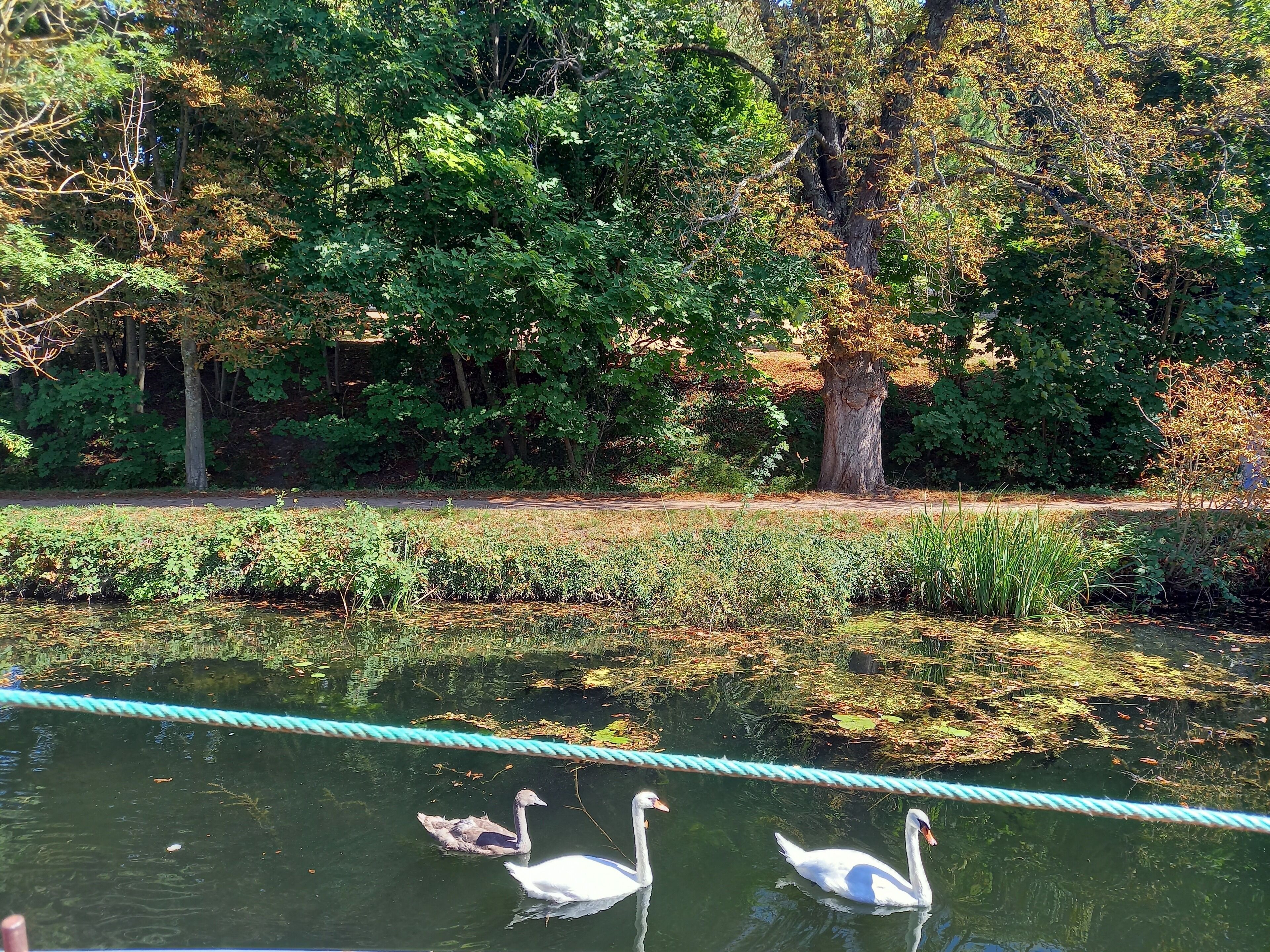 A serene pond with swans and a rope barrier, surrounded by lush greenery and trees.
