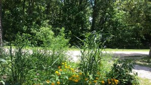 Ein Garten mit gelben Blüten und grünem Laub.