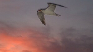 A bird in flight against a cloudy sky.