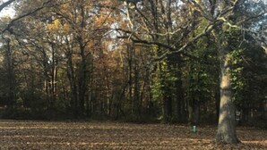 A forested area with a large tree in the foreground and dense trees in the background. - Primitive Campsites with water spigot, toilets, and wifi! (Bourbon)