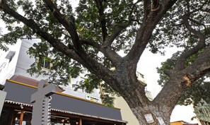 A building with a 'treebo' sign, large trees, and a 'WORK HOME' sign. - Itsy Hotels HSR Comfort (Bengaluru)