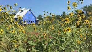 Une maison bleue entourée de tournesols et d’autres fleurs sauvages.