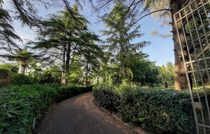 A paved pathway flanked by dense greenery and tall trees, leading through a lush garden area.