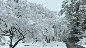 Eine schneebedeckte Straße, gesäumt von Bäumen.