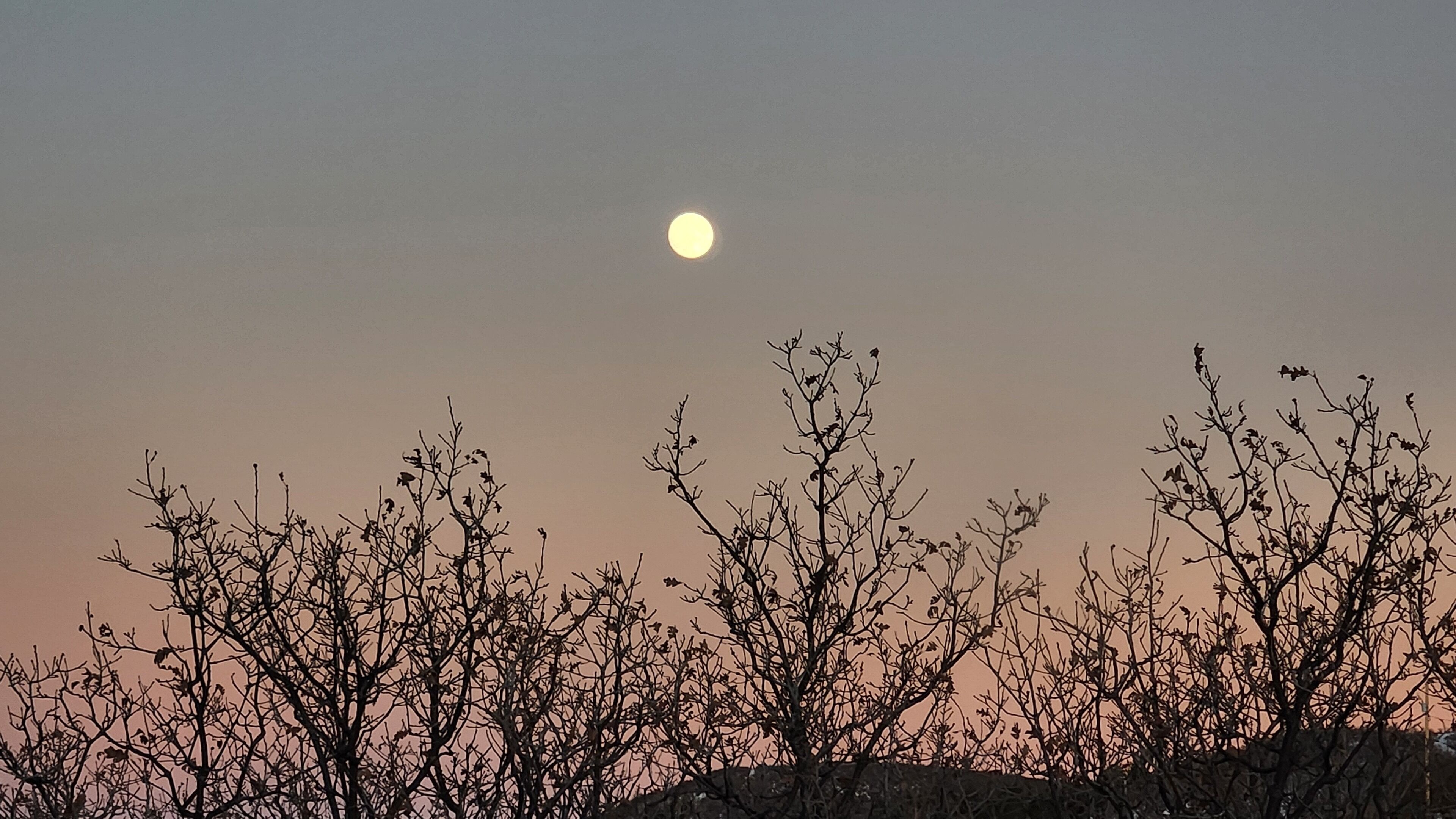 منوع