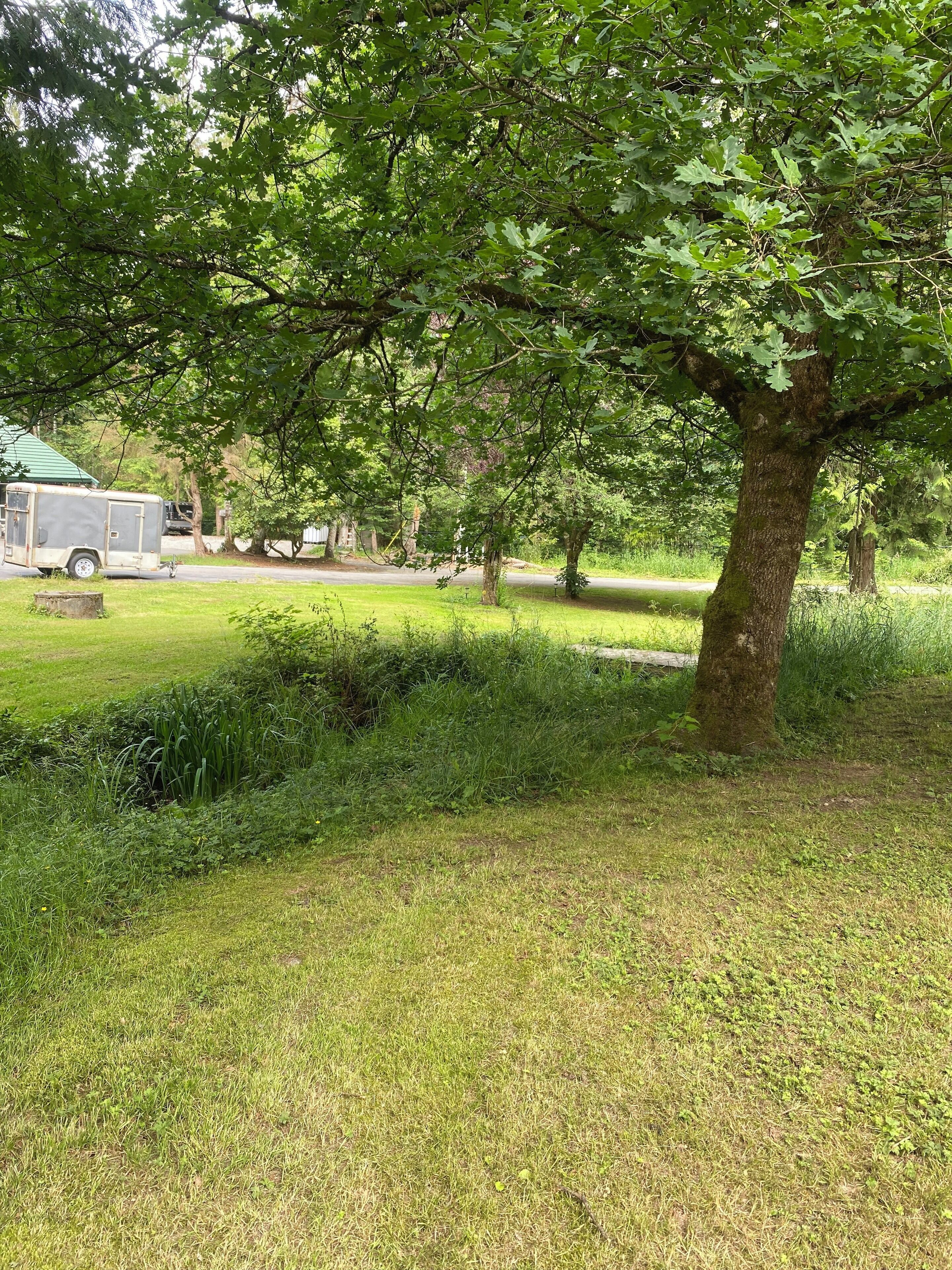 A grassy area with a large tree and a trailer.