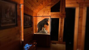 Een houten hut interieur met een beerbeeld op een voetstuk, ingelijste foto’s aan de wanden en een houten vloer.