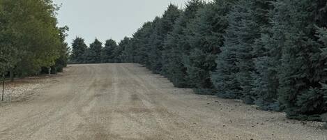 A gravel road flanked by dense evergreen trees.