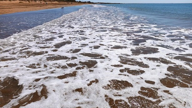 Una playa con olas lamiendo la orilla, cielo despejado y una línea de árboles en la distancia.