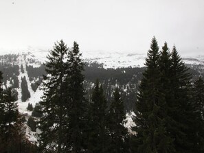 Surrounded by tall evergreen trees, this serene winter landscape offers a peaceful escape.