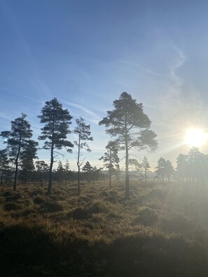 Miscellaneous - Idyllic Forest Log Cabin with Hot Tub (Wareham)