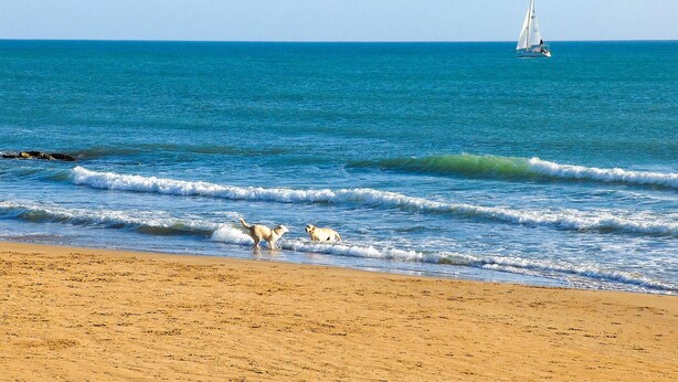 Een strand met twee honden vlakbij het water en een zeilboot in de verte.