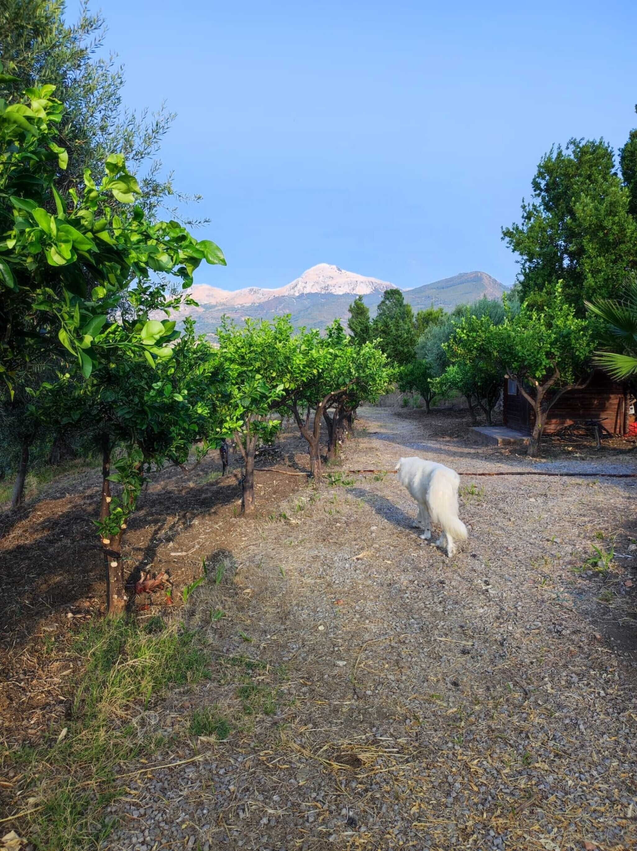A vineyard with rows of grapevines and a mountain in the background.