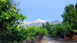 A vineyard with rows of grapevines and a mountain in the background. - Casa Degli Ulivi with sea view, Wi-Fi, and pet-friendly accommodation (Collesano)