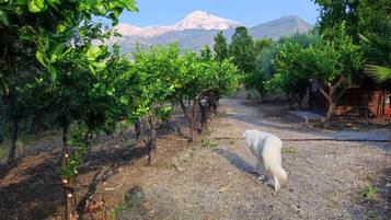 A vineyard with rows of grapevines and a mountain in the background.